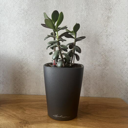 Крассула (лат. Crassula) в кашпо Lechuza 
Денежное дерево