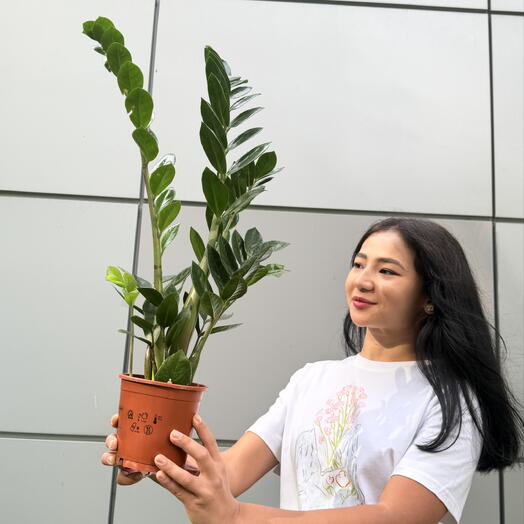 АКЦИЯ: Замиокулькас — стильное украшение любого интерьера 🌿