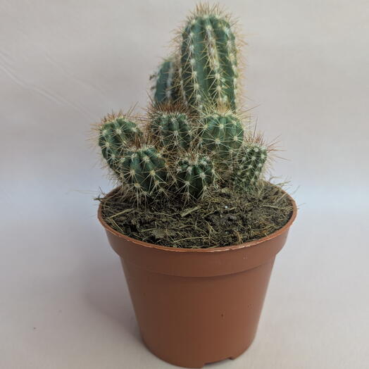 Кактус в горшке 🌵 Неприхотливый комнатный суккулент (3)