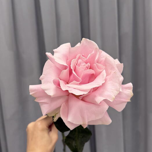 French rose pink