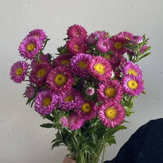 Яркие розовые кустовые астры 💛🩷