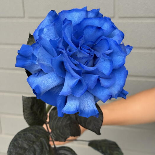 Синие розы 💙