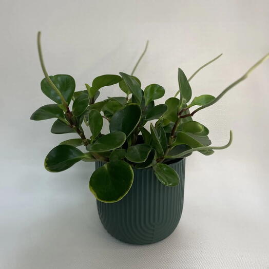 Пеперомия туполистная / Peperomia obtusifolia