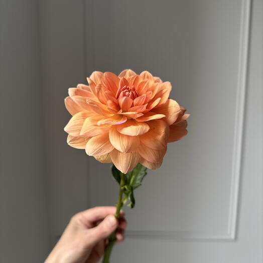 Георгин оранжевый 🧡