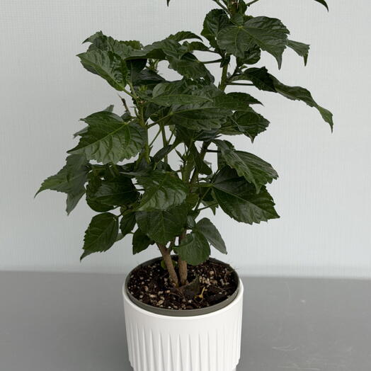 HIBISCUS гибискус (китайская Роза)