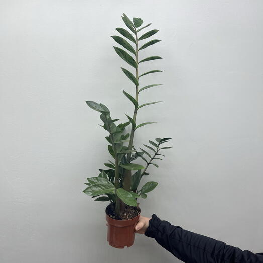Замиокулькас 60 см