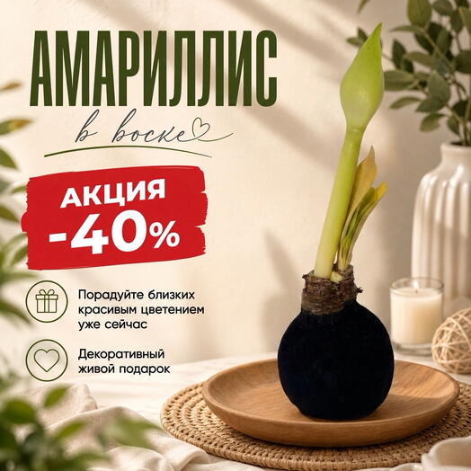 Амариллис в воске «Ночной бархат»