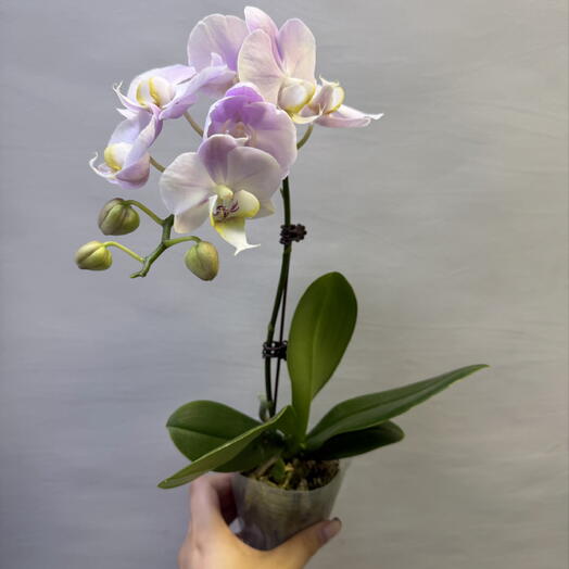 Мини-фаленопсис (Phalaenopsis) 🌸 — компактная орхидея