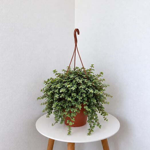 Pilea glauca