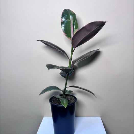 Фикус Эластика Белиз (Ficus elastica Belize) комнатное растение