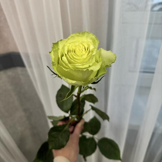 Роза Lemonade 80 см