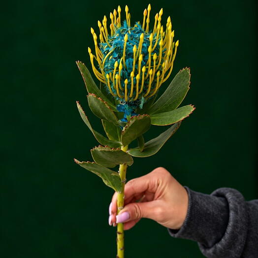 «Exotic Blue»