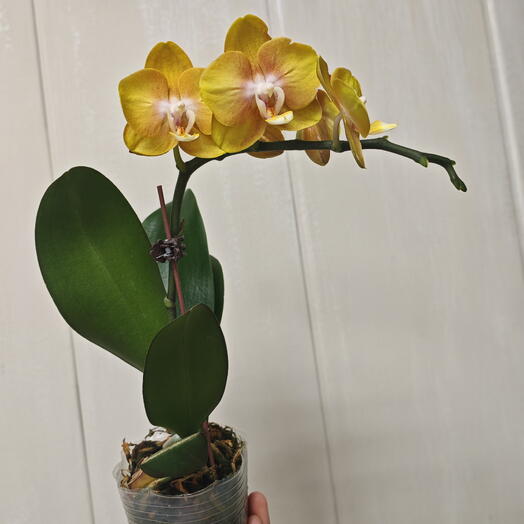 Phalaenipsis "Ласвегас"
