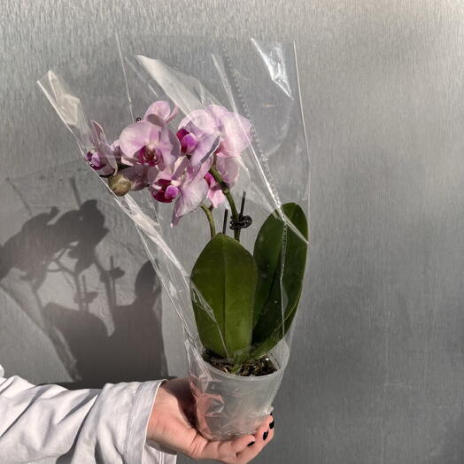 Орхидея «Фаленопсис»🌺