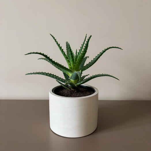Musa Plants