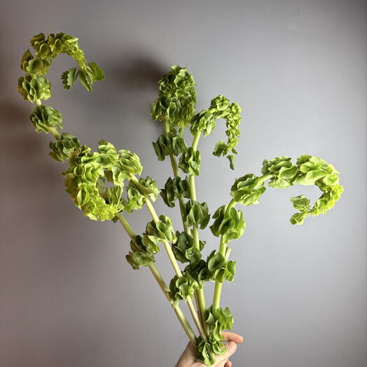 Молюцелла (5шт)