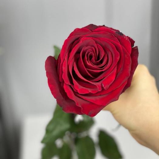 Rose Explorer