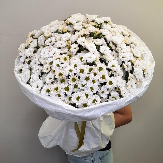 Crisantemo arbusto blanco