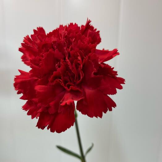 Clavel rojo