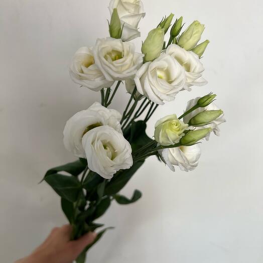 Lush white lisianthus