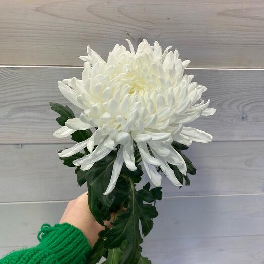 Chrysanthemum Gagarin