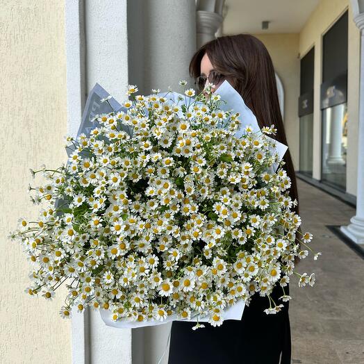 Daisies