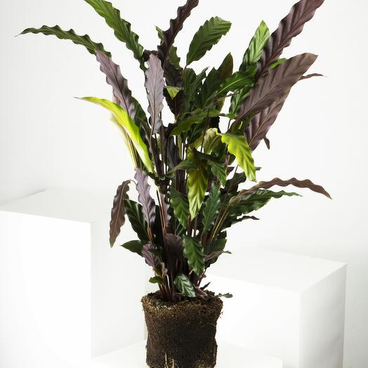 Calathea Rufibarba Elgergrass