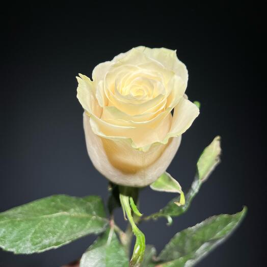 Rosa Mondial (60 cm)