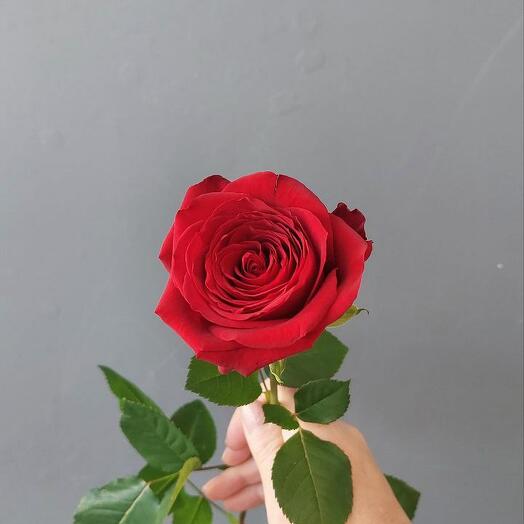 RED NAOMI 60 cm