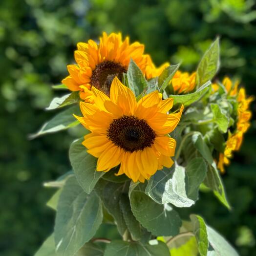 Sunflower