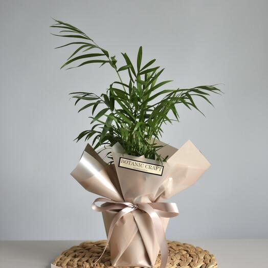 Palm Tree of Hamedorea