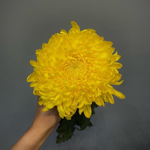 Хризантема желтая