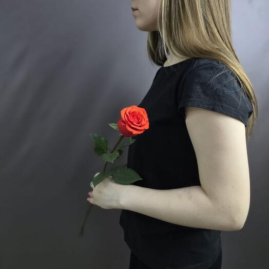 Роза Эквадор 50см Nina