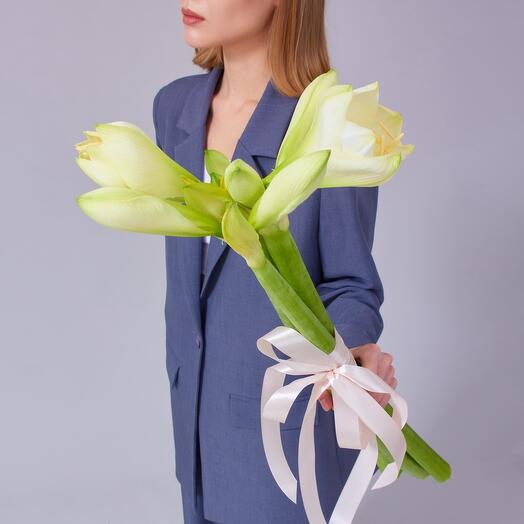 Белые Амариллисы 3 шт