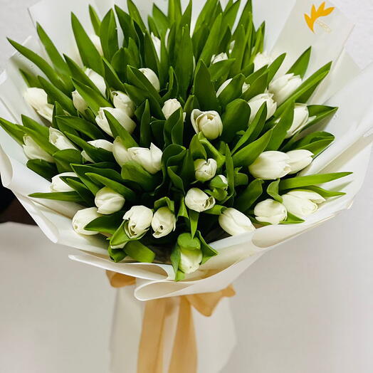 49 White Tulips