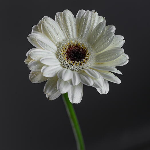 White Gerbera