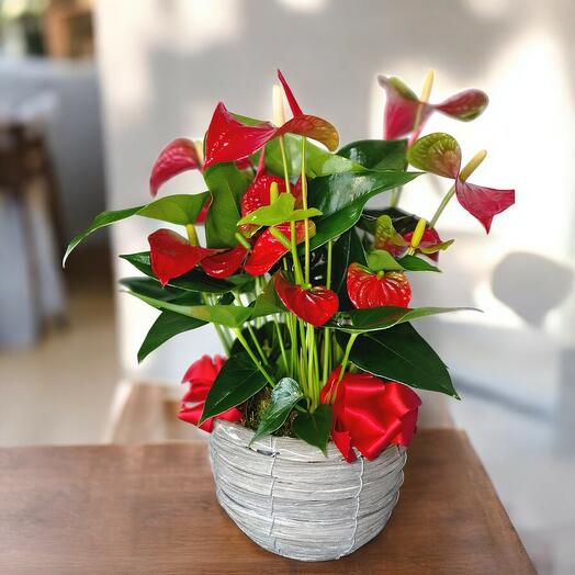 Anthurium Tropical Rojo