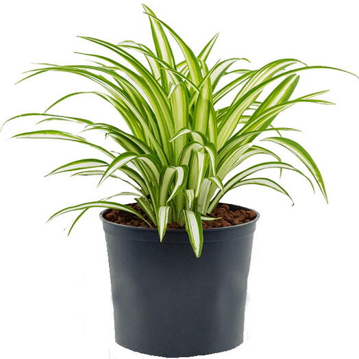 Chlorophytum Comosum – Spider Plant – Variegatum