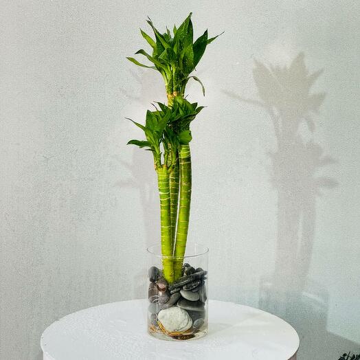 Домашний бамбук удачи lucky bamboo драцена сандера