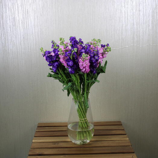 Mixed Matthiola Vase