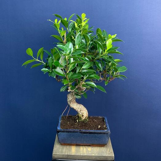 Ficus Bonsai