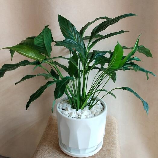 Спатифиллум "Женское счастье" 65 см. в керамическом горшке
