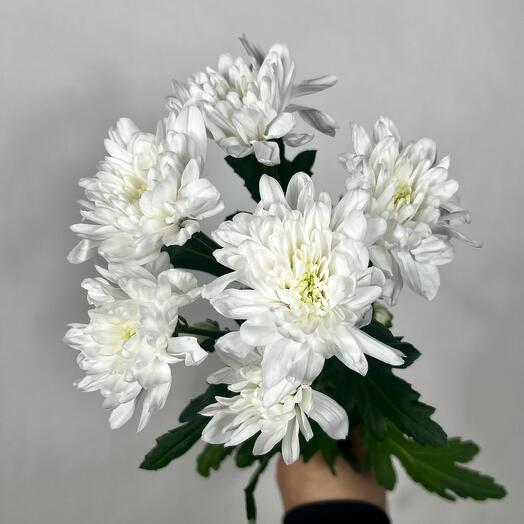 Классическая кустовая хризантема сорта Балтика