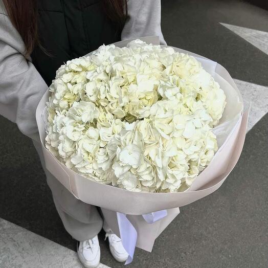 Hortensias 7 piezas