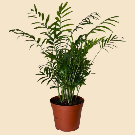 Art Flowers комнатное растение Хамедорея 48 см