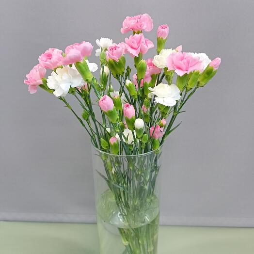 Bush carnation
