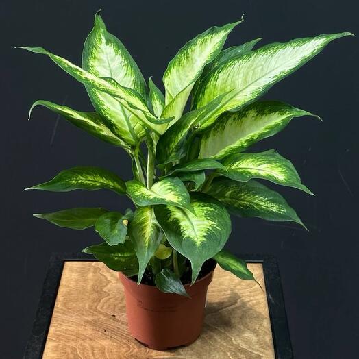 Диффенбахия