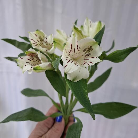 Альстромерия белая
