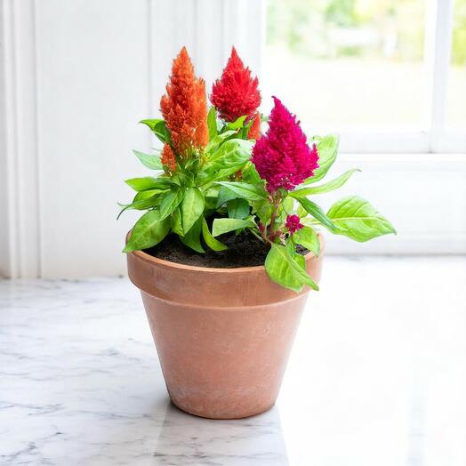 Celosia Woolflowers Mix – 10pcs Vibrant Potted Plants | Low-Maintenance Flowering Plants for Indoors   Gardens