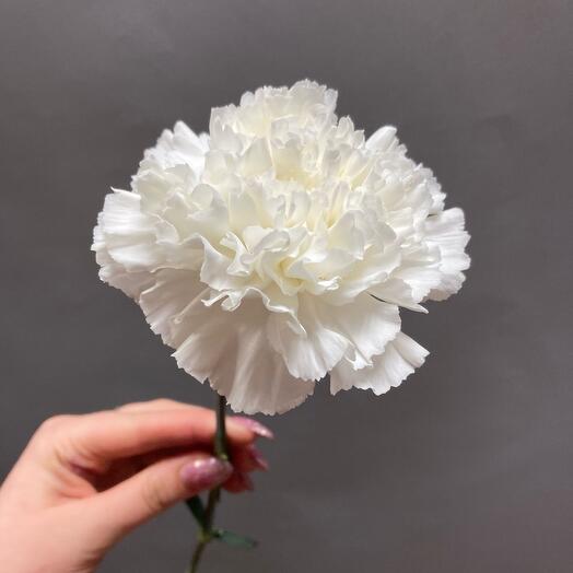 Dianthus blanco